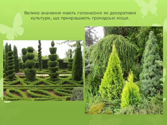 Велике значення мають голонасінні як декоративні культури, що прикрашають громадські місця.