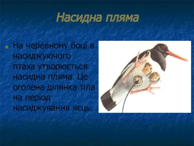 Насидна пляма На черевному боці в насиджуючого птаха утворюється насидна пляма.