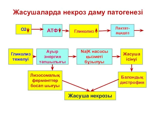 Жасушаларда некроз даму патогенезі О2 АТФ Гликолиз Лактат-ацидоз Ауыр энергия тапшылығы