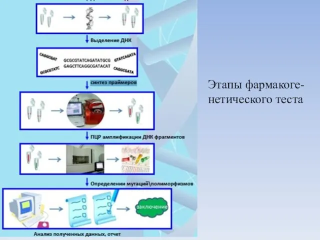 Этапы фармакоге- нетического теста