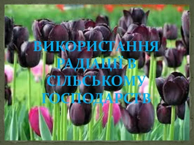 ВИКОРИСТАННЯ РАДІАЦІЇ В СІЛЬСЬКОМУ ГОСПОДАРСТВ