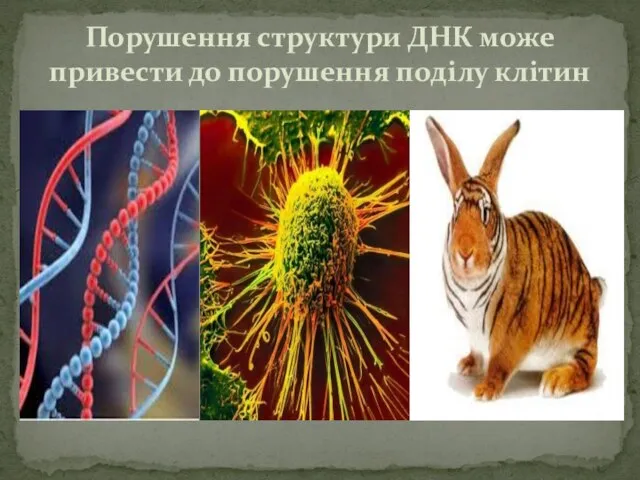 Порушення структури ДНК може привести до порушення поділу клітин