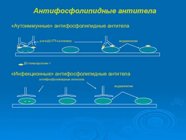 Антифосфолипидные антитела «Аутоиммунные» антифосфолипидные антитела анти-β2-ГП-I-антитела кардиолипин β2-гликопротеин- I «Инфекционные» антифосфолипидные