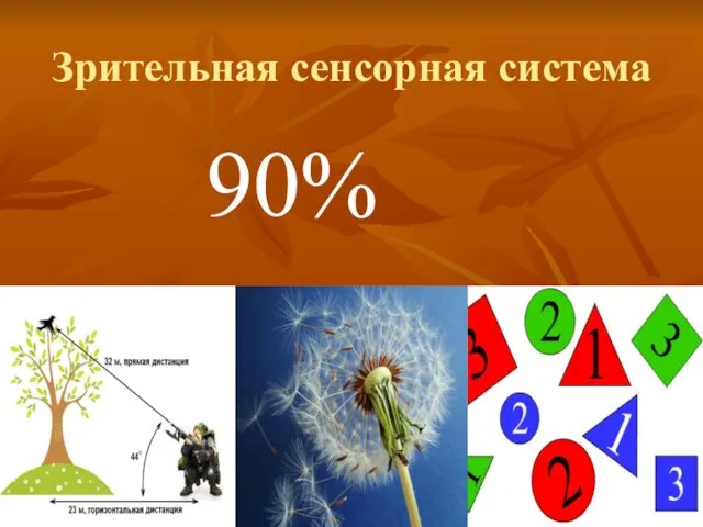 Зрительная сенсорная система 90%