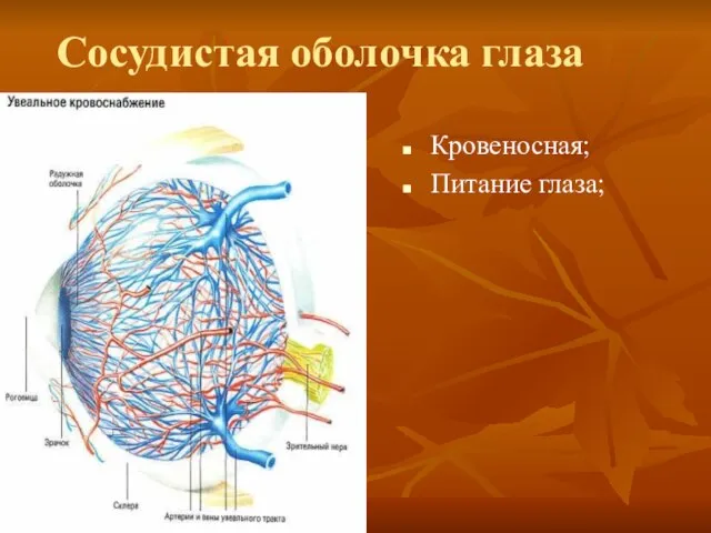 Сосудистая оболочка глаза Кровеносная; Питание глаза;