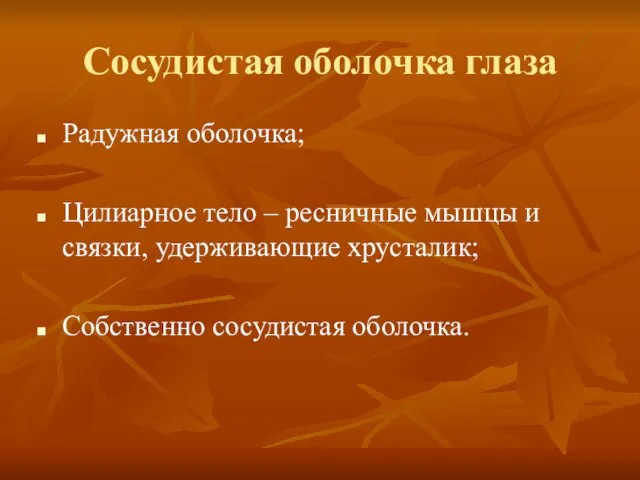 Сосудистая оболочка глаза Радужная оболочка; Цилиарное тело – ресничные мышцы и