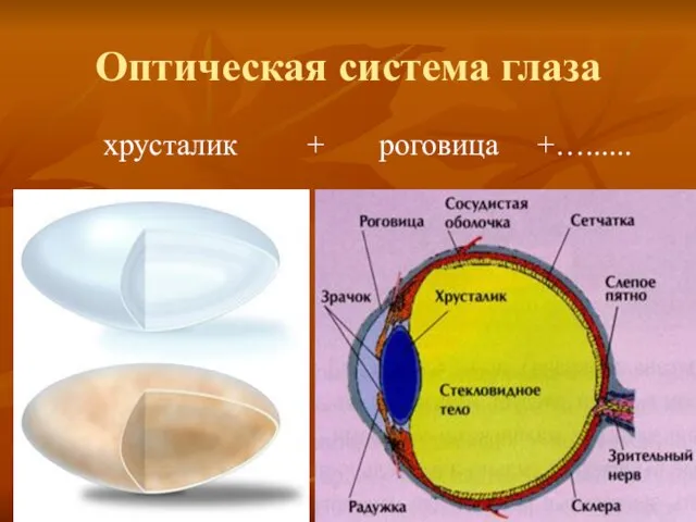 Оптическая система глаза хрусталик + роговица +…......