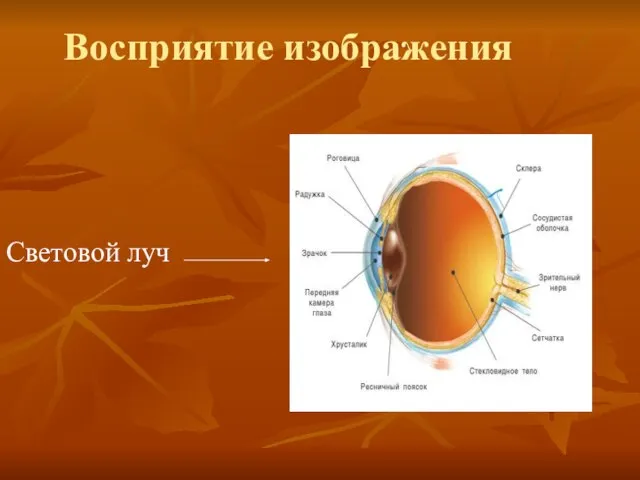 Восприятие изображения Световой луч