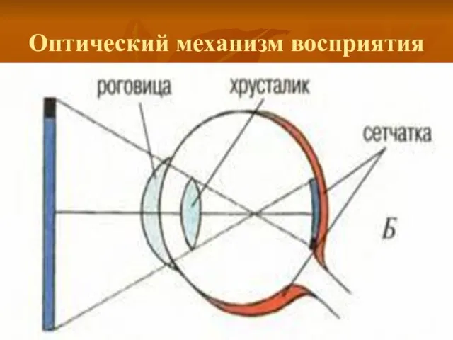 Оптический механизм восприятия