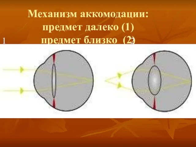Механизм аккомодации: предмет далеко (1) предмет близко (2) 1 2