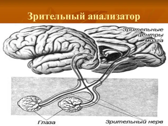 Зрительный анализатор