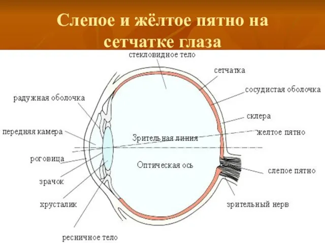 Слепое и жёлтое пятно на сетчатке глаза