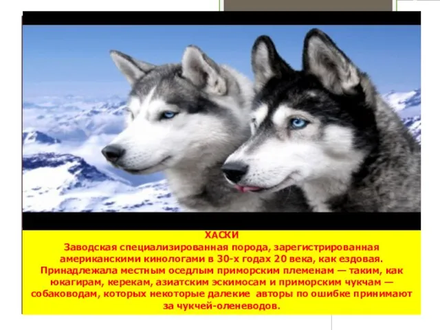 ХАСКИ Заводская специализированная порода, зарегистрированная американскими кинологами в 30-х годах 20