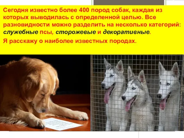 Сегодня известно более 400 пород собак, каждая из которых выводилась с