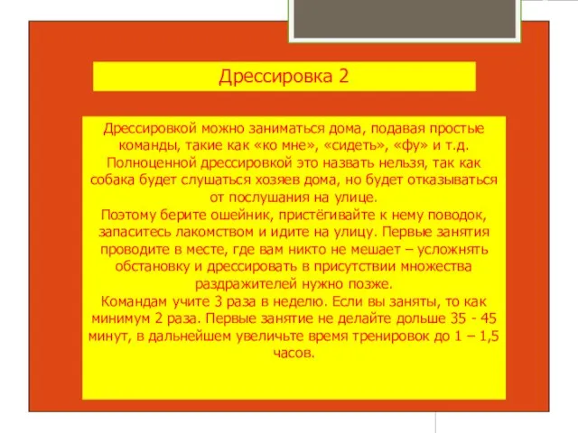 Дрессировка 2 Дрессировкой можно заниматься дома, подавая простые команды, такие как