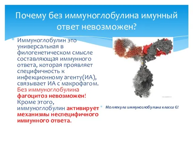 Почему без иммуноглобулина имунный ответ невозможен? Иммуноглобулин это универсальная в филогенетическом