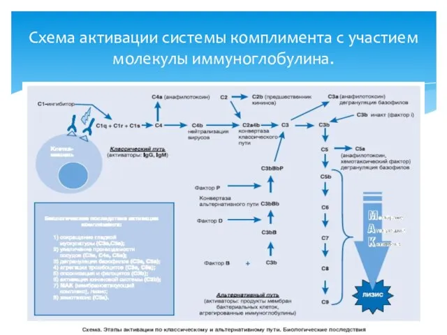 Схема активации системы комплимента с участием молекулы иммуноглобулина.