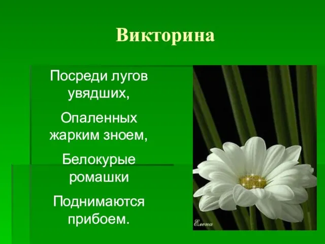 Викторина Посреди лугов увядших, Опаленных жарким зноем, Белокурые ромашки Поднимаются прибоем.