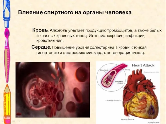 Влияние спиртного на органы человека Кровь. Алкоголь угнетает продукцию тромбоцитов, а