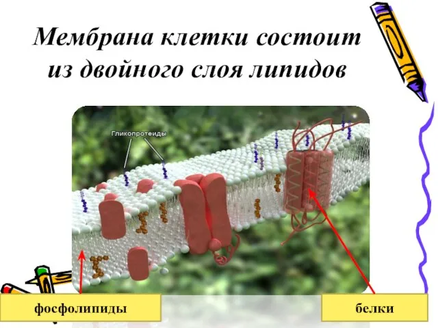 Мембрана клетки состоит из двойного слоя липидов фосфолипиды белки