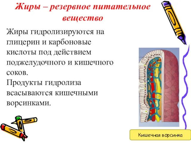 Жиры – резервное питательное вещество Жиры гидролизируются на глицерин и карбоновые