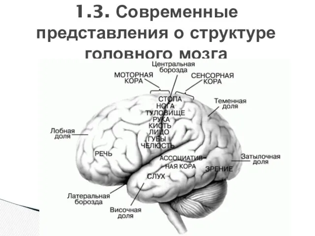 1.3. Современные представления о структуре головного мозга