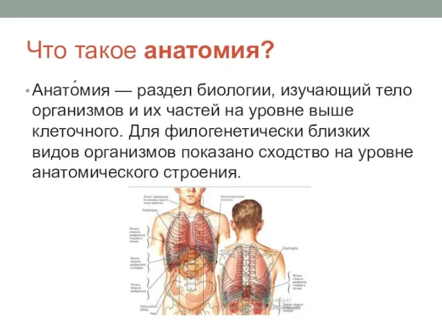 Что такое анатомия? Анато́мия — раздел биологии, изучающий тело организмов и