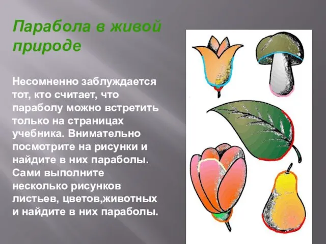 Парабола в живой природе Несомненно заблуждается тот, кто считает, что параболу