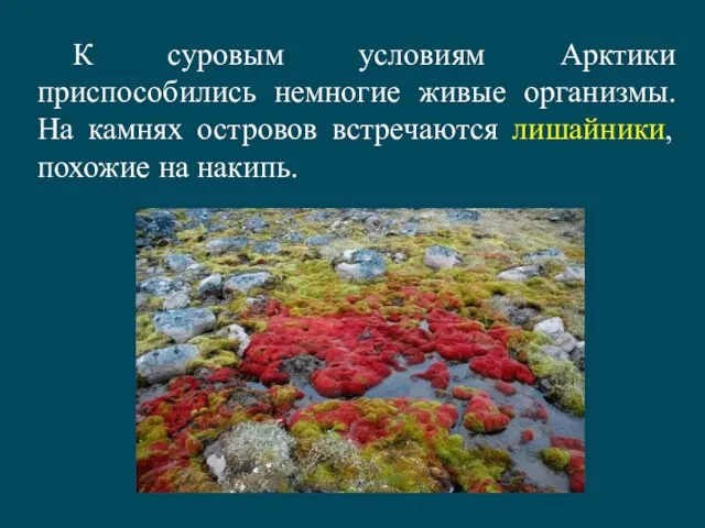 К суровым условиям Арктики приспособились немногие живые организмы. На камнях островов встречаются лишайники, похожие на накипь.