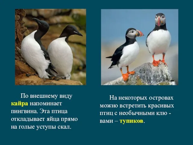 По внешнему виду кайра напоминает пингвина. Эта птица откладывает яйца прямо