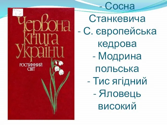 - Сосна Станкевича - С. європейська кедрова - Модрина польська - Тис ягідний - Яловець високий