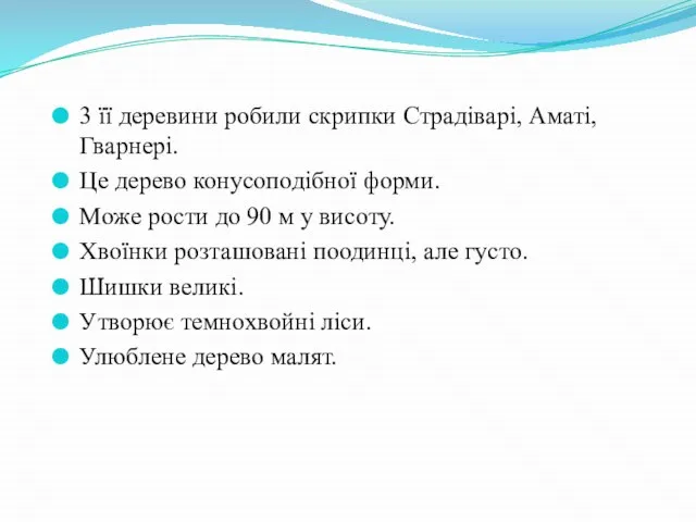 3 її деревини робили скрипки Страдіварі, Аматі, Гварнері. Це дерево конусоподібної