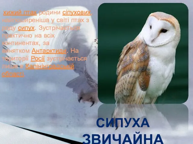 Сипуха звичайна хижий птах родини сіпухових, найпоширеніша у світі птах з