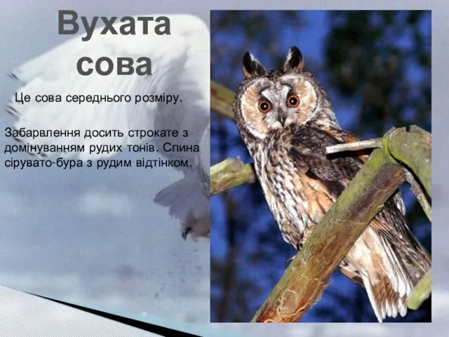 Вухата сова Це сова середнього розміру. Забарвлення досить строкате з домінуванням