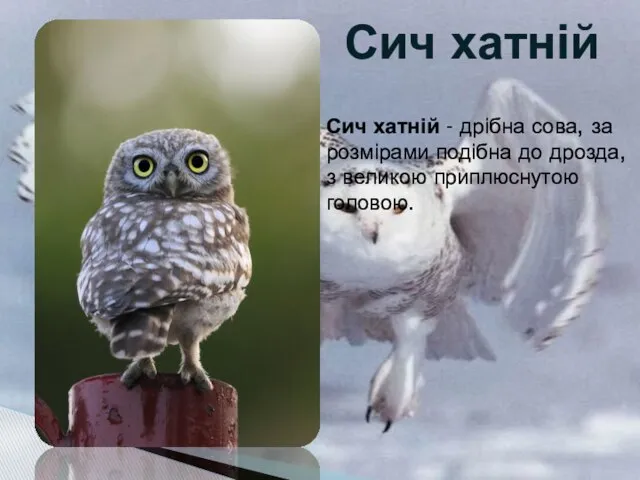 Сич хатній Сич хатній - дрібна сова, за розмірами подібна до дрозда, з великою приплюснутою головою.