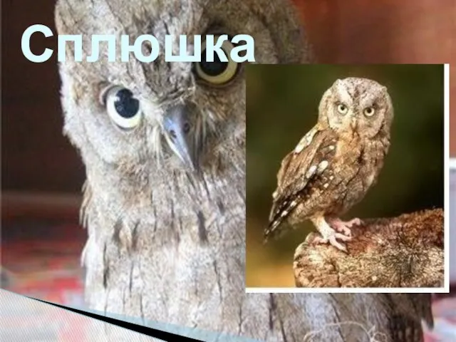 Сплюшка