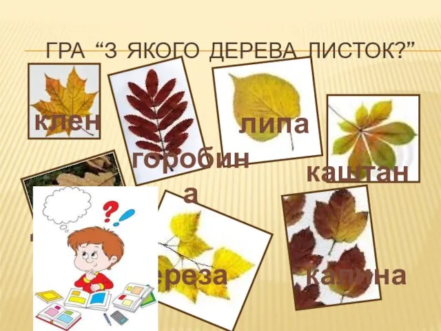 Гра “З якого дерева листок?” горобина клен липа каштан береза дуб калина