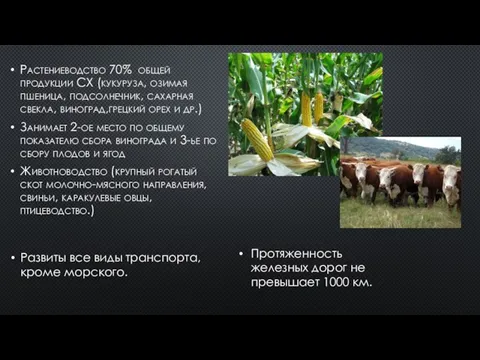 Растениеводство 70% общей продукции СХ (кукуруза, озимая пшеница, подсолнечник, сахарная свекла,