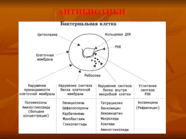 АНТИБИОТИКИ