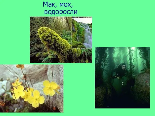 Мак, мох, водоросли