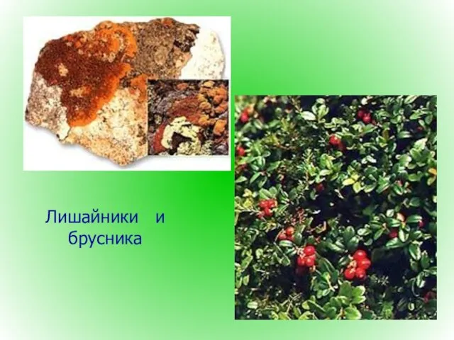 Лишайники и брусника