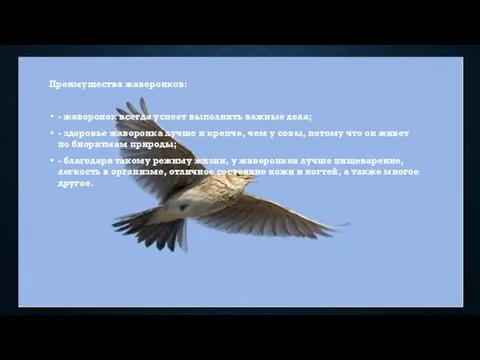 Преимущества жаворонков: - жаворонок всегда успеет выполнить важные дела; - здоровье