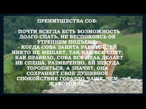 Преимущества сов: - почти всегда есть возможность долго спать, не беспокоясь