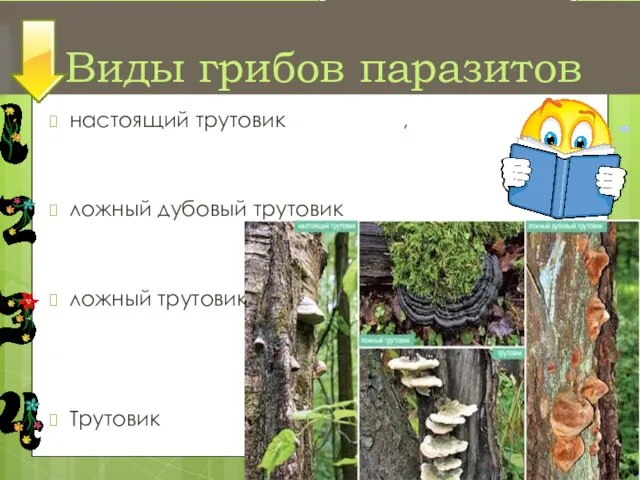 Виды грибов паразитов настоящий трутовик , ложный дубовый трутовик ложный трутовик Трутовик