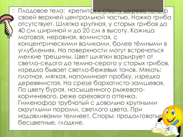 Плодовое тело: крепится к стволу дерева только своей верхней центральной частью.