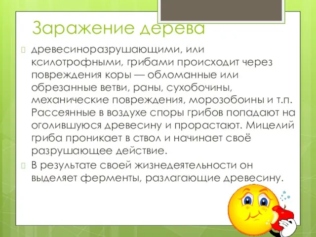 Заражение дерева древесиноразрушающими, или ксилотрофными, грибами происходит через повреждения коры —