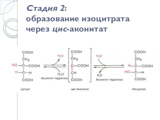Стадия 2: образование изоцитрата через цис-аконитат