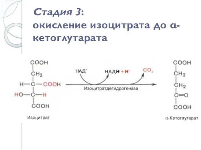 Стадия 3: окисление изоцитрата до α-кетоглутарата