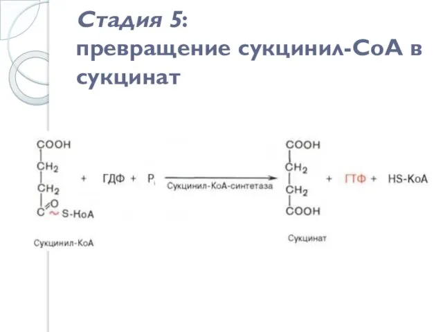 Стадия 5: превращение сукцинил-СоА в сукцинат