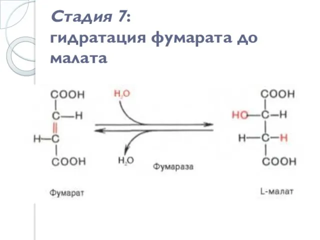 Стадия 7: гидратация фумарата до малата